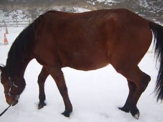 Roulons-nous dans la neige