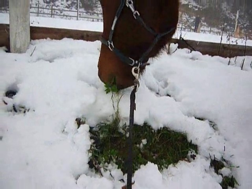 Les cousins en hiver