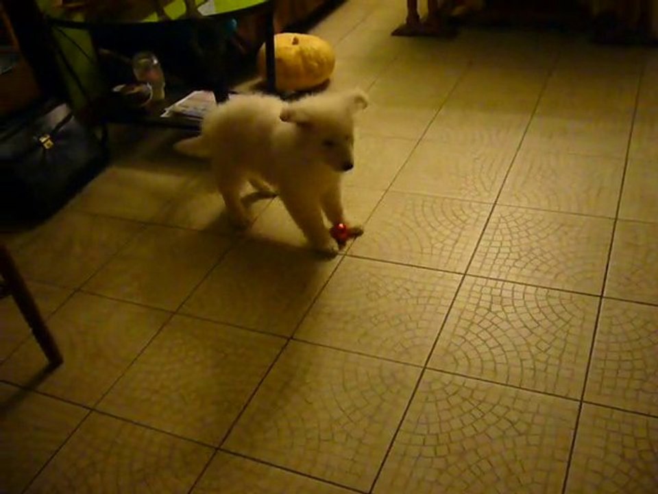 Fatal picard, la veille de son départ dans le sud