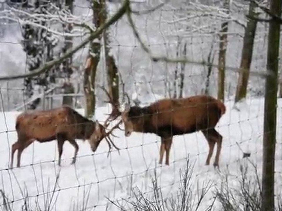 Rothirsch im wildgehege hellenthal