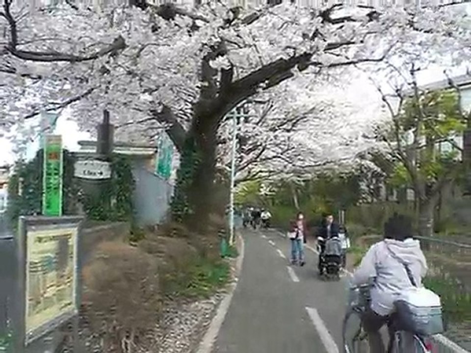 多摩湖自転車道の桜2009　花吹雪