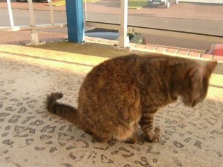 Ma jolie cHIPIe sur le balcon ce 21 decembre 2010