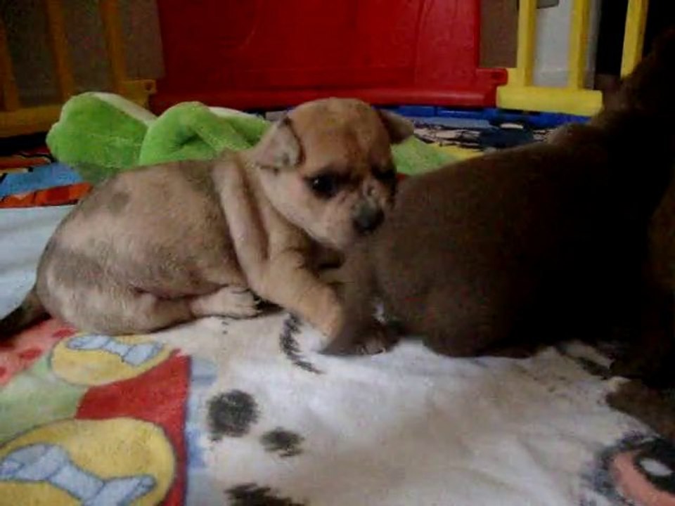 chihuahua chocolat & merle chocolat 3 semaines 2 eme vidéo