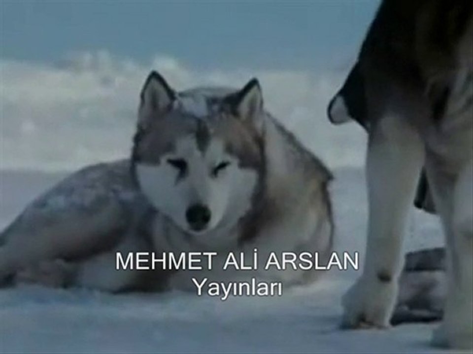 bir sibirya kurdun hikayesi @ MEHMET ALİ ARSLAN Yayınları