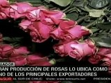 Ecuador, entre los principales exportadores de rosas en el m