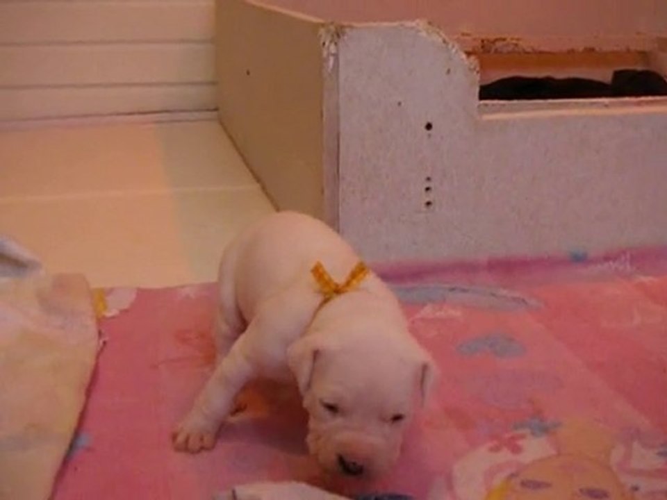 Chiots/Puppies dogo argentino-elevage Igashu