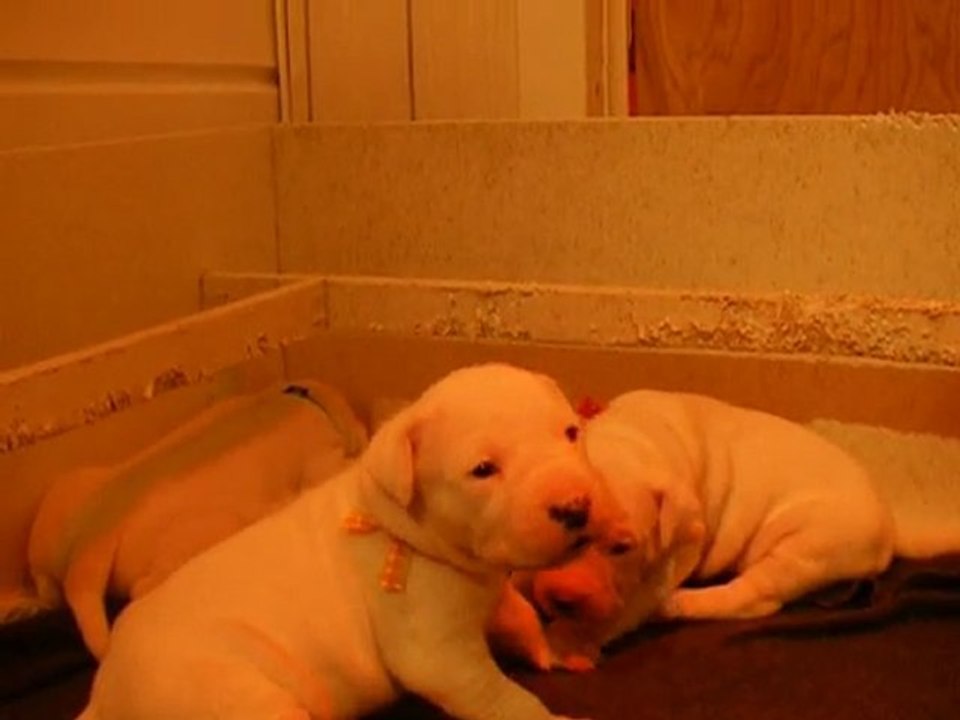 Chiots/Puppies dogo argentino-elevage Igashu (2)