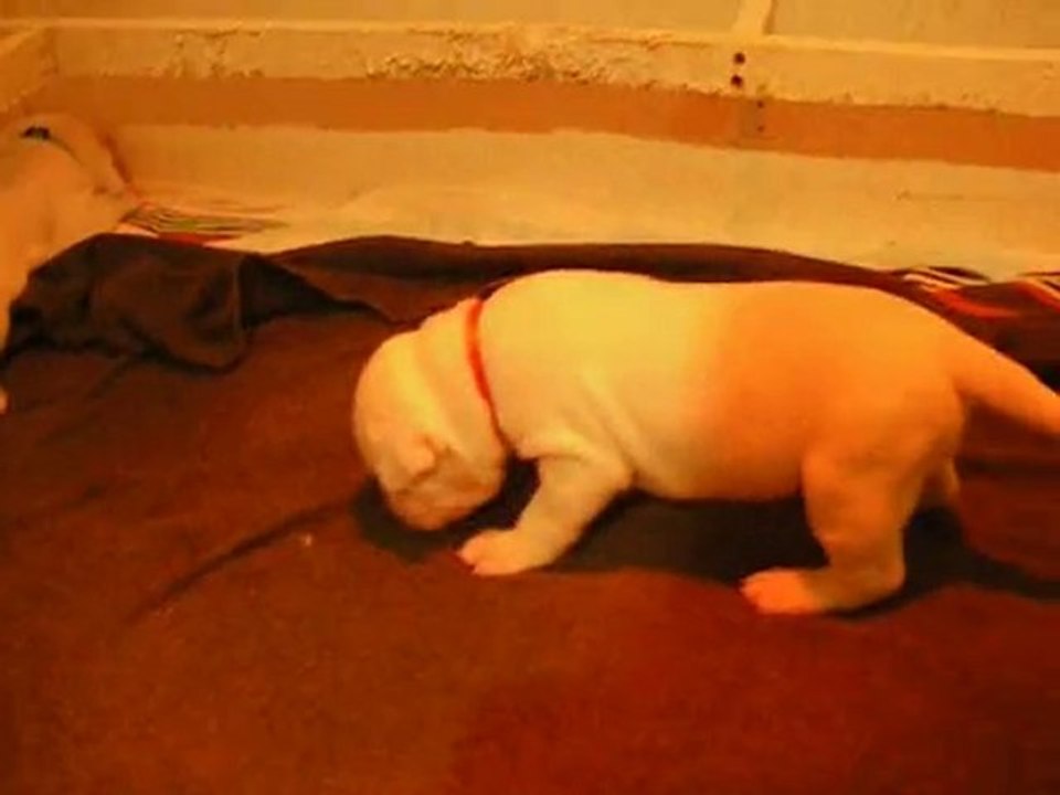 Chiots/Puppies dogo argentino- Elevage Igashu