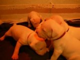 Chiots / puppies dogo argentino-Elevage Igashu Quebec