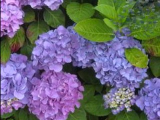 Heureux Anniversaire Pascal (Samba)