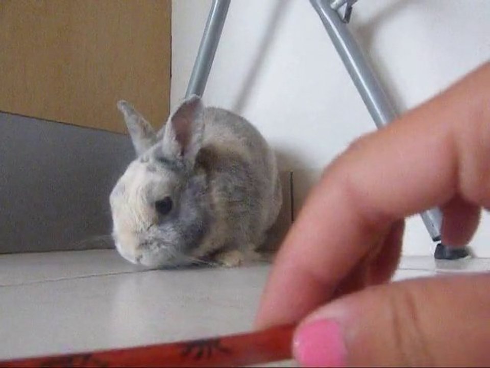 Toy