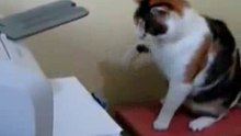 Котэ vs Принтер