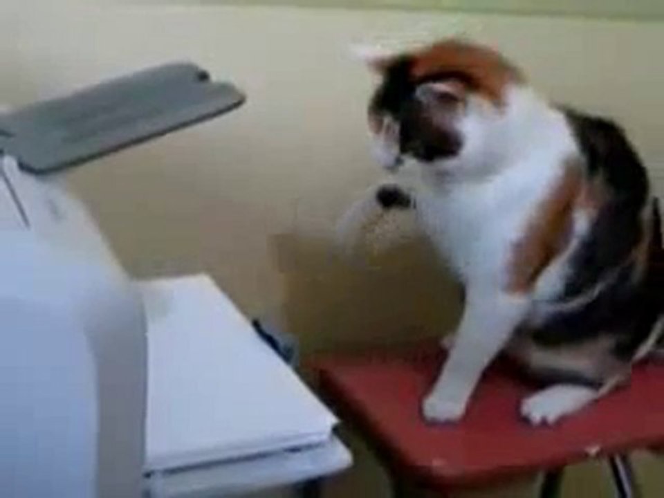 Котэ vs Принтер