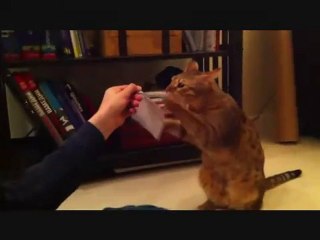 Rocky le chat boxeur !