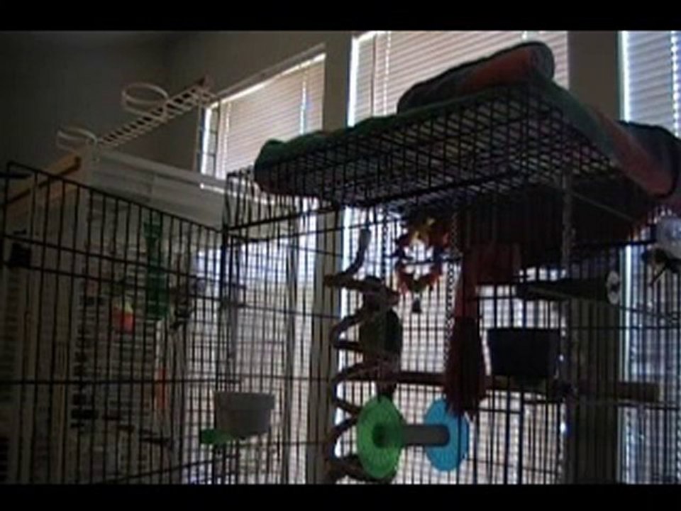 Hard Rock Perroquet : il chante du métal sur  Drowning Pool