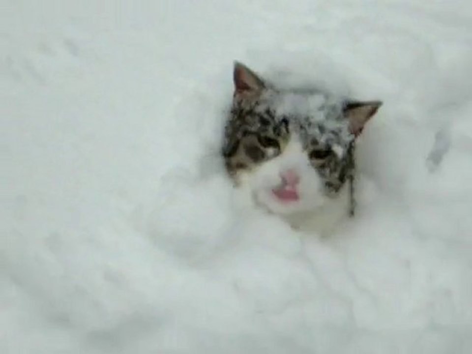 Bagarre de chats dans la neige [Lol Cat]