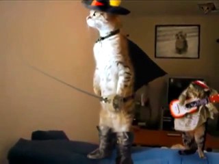 Zorro le chat debout et le guitariste [Lol Cat]