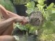 Garden Planting : What is a 'root-bound' plant?