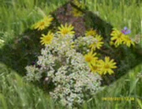 MAYIS 2010 RESİMLERİ-4 İRFAN VURAL (irfan-vural@hotmail.com