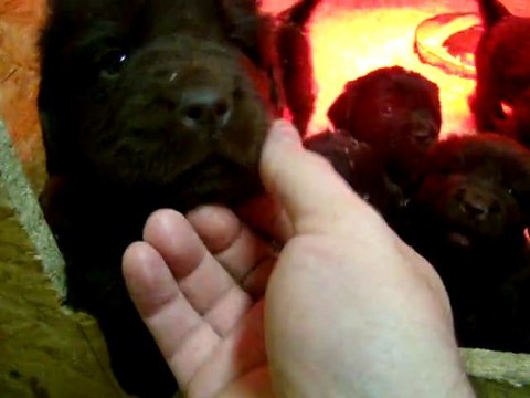 chiots dixie terre neuve marron de VALOYAN