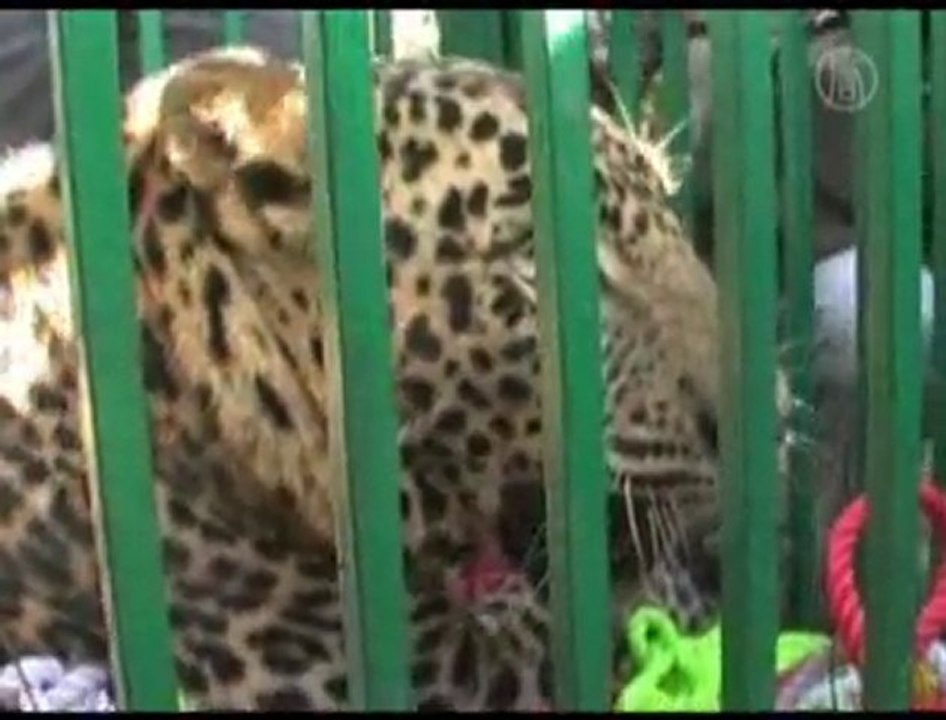 Straying Leopard Rescued in Northern India