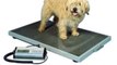 Scales Digital Weight Scales Australia