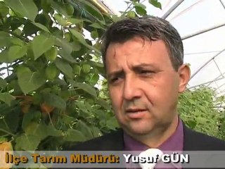 www.silifkehaberler.web.tr Altın Çileğin ilk hasadı yapıldı