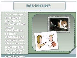 The Types of Dog Seizures