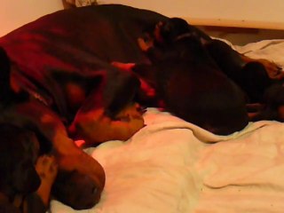 F-Litter Abyss x Zargo (22December10)