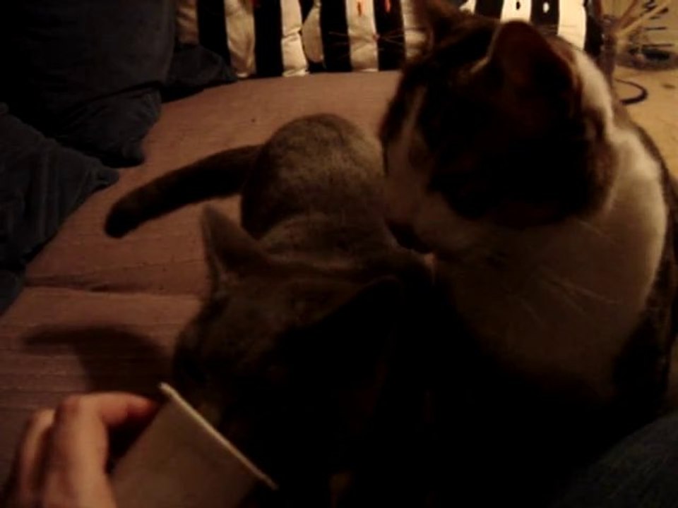 Eragon et le pot à Yaourt