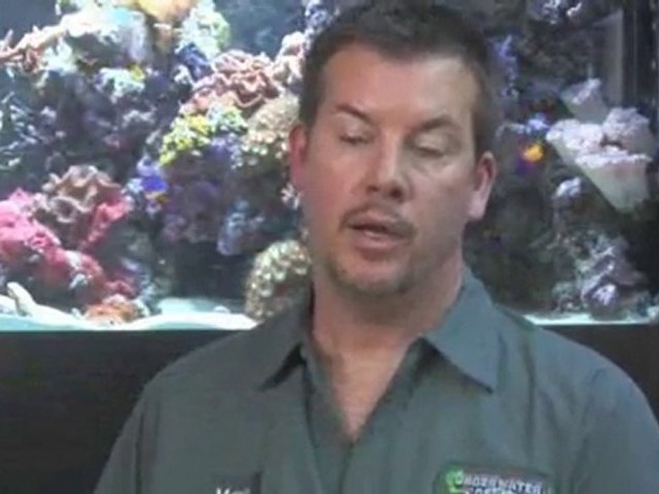 Water Chemistry Basics What is an 'air stone'? video Dailymotion