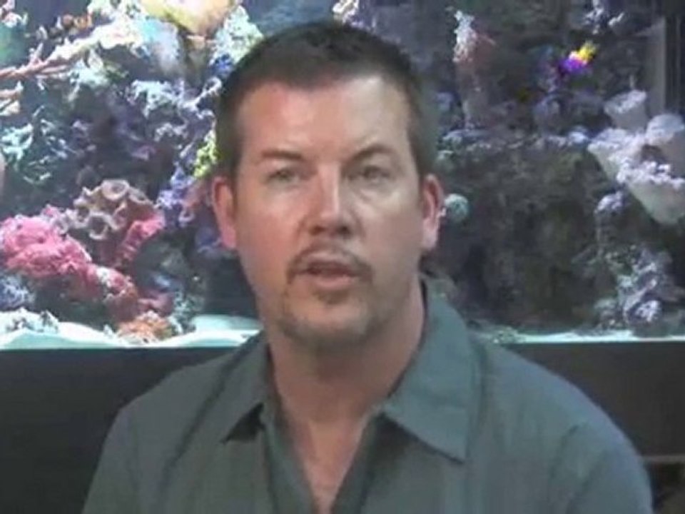 Choosing A Fish : What is the difference between 'freshwater' and 'saltwater' fish?