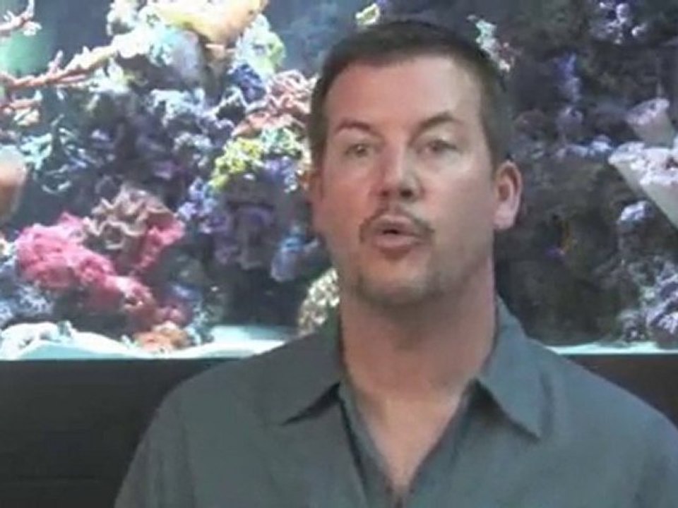 Feeding Your Fish : How much should I feed my fish?