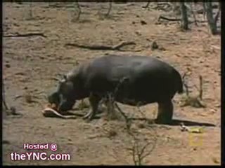 فرس نهر ينقذ غزالة من تمساح