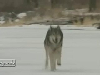 Bozkurt - Native American - Turk - Greywolf Brothers
