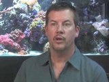 Aquarium Filter Basics : Generally, how do filters work in an aquarium?
