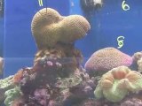 Aquarium Plants And Invertebrates : What supplies will I need for saltwater invertebrates?
