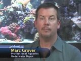 Aquarium Plants And Invertebrates : What should I feed my saltwater invertebrates?