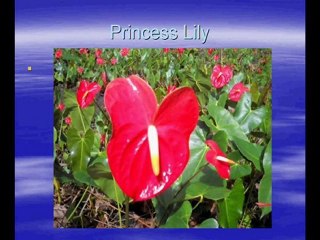 anthurium flowers