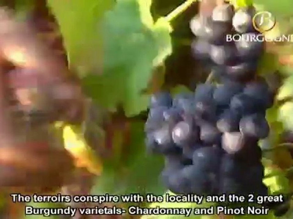 Burgundy - Bureau Interprofessionnel des Vins de Bourgogne