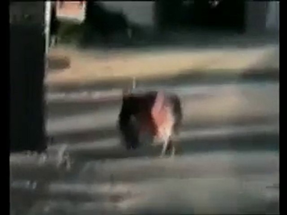 Joli bluff d'un canard