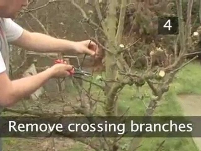 How To Prune Apple Trees Between Autumn And Spring
