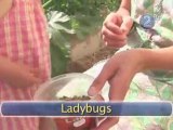 How To Use Organic Pest Control In Your Garden