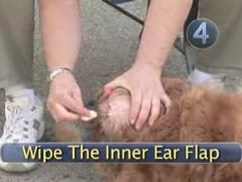 How To Clean A Dog's Ears