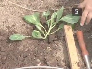 How To Transplant Cabbage From A Seed Bed To A Harvesting Area