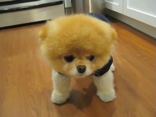 Il cane più obbediente del mondo
