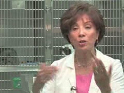 Cat Illnesses And Treatments : How do I get rid of my cat's fleas?