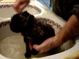 chiots bonny terre neuve marron de VALOYAN