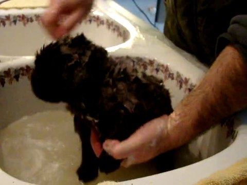 chiots bonny terre neuve marron de VALOYAN