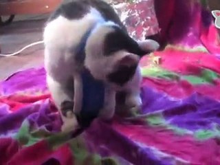 “The Ultra Fur Holiday Special” : Ultra Fur